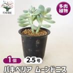 商品画像2