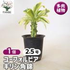 ユーフォルビア キリン角錦 多肉植物 2.5号/1個売り 花苗 お花 宿根草…