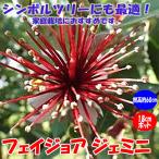 ITANSE フェイジョア ジェミニ 花も美しい庭園向き果樹18cmポット 樹高約40〜60cm1本 九州圃場より直送 送料無料 イタンセ公式
