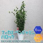 ITANSE 観葉植物 フィカス・ベンジャミン・バロック6号プラスチック鉢 中型 観葉植物 6号鉢 送料無料 イタンセ公式