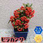 ITANSE 庭木 ピラカンサ 実付き 庭木 2.5号角鉢 1個売り 庭木 植木 花木 観賞用 新生活 プレゼント 贈答 送料無料 イタンセ公式