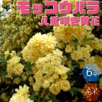 ITANSE モッコウバラ 八重咲き黄花 6号大苗 1個売り 庭木 植木 花…