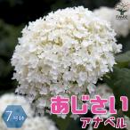 ITANSE アジサイ アナベル 庭木 7号鉢 1個売り 庭木 植木 花木 観賞用 あじさい 紫陽花 送料無料 イタンセ公式