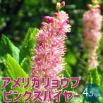 ITANSE アメリカリョウブ ピンクスパイヤー 花木苗 庭木 4.5号ポッ…