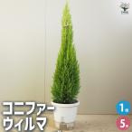 ITANSE コニファー ウィルマ 庭木  5号鉢 1個売り 植木 観賞用 …