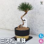 三河松 鉢色:黒 盆栽 4号/1個売り 松 盆栽 植木 シンボルツリー 鑑賞 ガーデニング