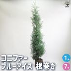 コニファー ブルーアイス 根巻き 庭木 7号/1個売りブルーバード、ブールバード、クリスマスツリーにしたり、クリスマスリースとしても使用されます