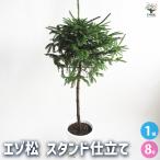 エゾ松 スタンド仕立て 庭木 8号鉢/1個売り お祝い 縁起物 迎春  盆栽…