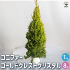 コニファー ゴールドクレストクリスタル 庭木 8号鉢/1個売り クリスマスツリーにしたり、クリスマスリースとしても使用されます