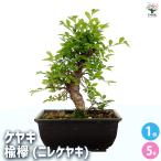 ケヤキ 楡欅(ニレケヤキ) 盆栽 5号/1個売り 盆栽 落葉高木 紅葉 ツキ 槻 縁起木 植木 苗 苗木 植え木 庭植え 地植え 鉢植え ベランダ