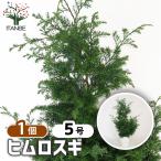 him Roth gi садовое дерево 5 номер /1 шт продажа символ tree память . растение рассада саженец .. дерево двор .. земля .. растение в горшке веранда садоводство цветок . сад 