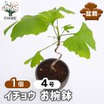 イチョウ お椀鉢 盆栽 4号/1個売り ぼんさい bonsai 植木 苗 苗木 植え木 庭植え 地植え 鉢植え ベランダ ガーデニング 花壇 庭園