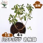 ハクチョウゲ お椀鉢 盆栽 4号/1個売り 白丁花 半常緑 低木 生垣 庭木 トピアリー ミニ盆栽 アカネ科 斑 アクセント 小花 Serissa