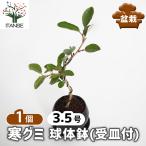 寒グミ 球体鉢(受皿付) 盆栽 3.5号/1個売り ぼんさい bonsai 植木 苗 苗木 植え木 庭植え 地植え 鉢植え ベランダ ガーデニング