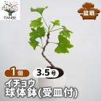 イチョウ 球体鉢(受皿付) 盆栽 3.5号/1個売り ぼんさい bonsai 植木 苗 苗木 植え木 庭植え 地植え 鉢植え ベランダ ガーデニング