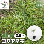  сциадопитис садовое дерево 3.5 номер /1 шт продажа ..... Kouya .Japanese umbrella pine в европейком стиле сад . предмет ...... игольчатое дерево Kouya шесть дерево 