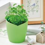  наверняка .... 4 . лист. clover культивирование комплект GD-1055 садоводство комплект садоводство подарок .. весна выходной летние каникулы День матери декоративное растение бесплатная доставка . покупка 