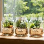 CT катализатор дезодорация искусственная зелень человеческий труд декоративное растение искусственный цветок интерьер смешанные товары украшение антибактериальный a-tifi автомобиль ru зеленый террариум e прозрачный кактус суккулентное растение бесплатная доставка 