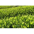 o новогоднее поздравление .! Новый год для большой удача чай ( круг . Ояма .. зеленый чай ввод израсходованный .. чай )