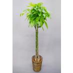 観葉植物パキラ10号