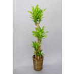 観葉植物幸福の木マッサン10号