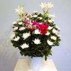 . цветок подставка мир цветок \25,000