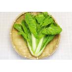 [ нет удобрение * природа культивирование ] китайская капуста. .....[ Tottori префектура : запад река подлинный san ][v400]*4/8( огонь ) отправка минут 