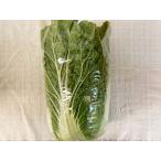 [ нет .. нет пестициды культивирование ] китайская капуста [ Yamanashi префектура :. часть сельское хозяйство .][v3000]