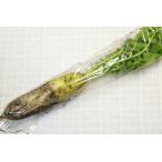 [ нет удобрение * природа культивирование ] дайкон [ Kyoto (столичный округ) : средний . большой .][v500]