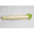 [ нет удобрение * природа культивирование ] фиксация вид *. волна .. дайкон [ Kyoto (столичный округ) :... flat ][v700]