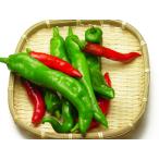 [ нет удобрение * природа культивирование ] десять тысяч . храм перец стручковый [ Kyoto (столичный округ) : средний . большой . san ][v400]