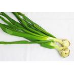 [ нет удобрение * природа культивирование ] лист шар лук порей [ Hyogo префектура : цветок холм сельское хозяйство ..][v500]*3/10( огонь ) отправка минут 