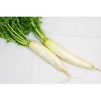 [ нет удобрение * природа культивирование ] дайкон [ Kumamoto префектура : Yoshida ..][v800]*1/20( огонь ) отправка минут 