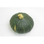 [ нет удобрение * природа культивирование ] каштан тыква [ Kyoto (столичный округ) : средний . большой .][v2500]