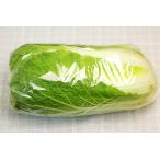 [ нет .. нет пестициды культивирование ] китайская капуста [ Nagasaki префектура :. лист клуб ][v1500]*12/26( огонь ) отправка минут 