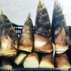 [ нет удобрение * природа культивирование ].. тест .! натуральный собственный сырой. . 1 шт. [ префектура Аичи : 2 . оригинальный san ][4 месяц 26 день ( огонь ) поступление минут ]