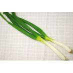 [ нет удобрение * природа культивирование ] 9 статья лук-батун .. хорошо ... есть столица овощи [ Tokushima префектура :. лист сельское хозяйство .][v400]*11/18( огонь ) отправка минут 