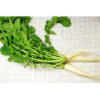 [ нет удобрение * природа культивирование ] дайкон лист [ Tokushima префектура :. лист сельское хозяйство .][v400]*12/10( огонь ) отправка минут 