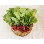 [ нет удобрение * природа культивирование ] редис примерно 500g симпатичный . красный реальный . лист ... так же салат . пожалуйста [ Hokkaido :Club большой земля ][v600]*5/14 поступление 