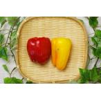 [ нет .. нет пестициды культивирование ] паприка 200g(2 штук входит )[ Kyoto (столичный округ) :NPO нет ..]* красный, желтый комплект [v400]