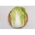 [ нет удобрение * природа культивирование ] китайская капуста [ Kyoto (столичный округ) : красный рис природа сельское хозяйство .][v1800]