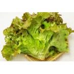 [ нет .. нет пестициды культивирование ] Sunny lettuce [ Nagasaki префектура :. лист клуб san ][v600]*12/29( золотой ) отправка минут 