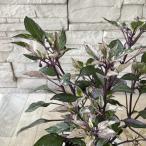 tougala олень Rico 2.5 размер pot 