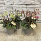 シクラメン　森の妖精　選べる2色