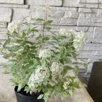 斑入りコデマリピンクアイス