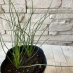  Kia nela Alba розовый 3 размер pot 