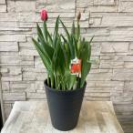  тюльпан можно выбрать!3 вид 8 размер горшок 