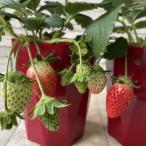  клубника ....4 размер горшок 