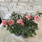  мини роза плюшевый мишка 