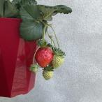  клубника ... .